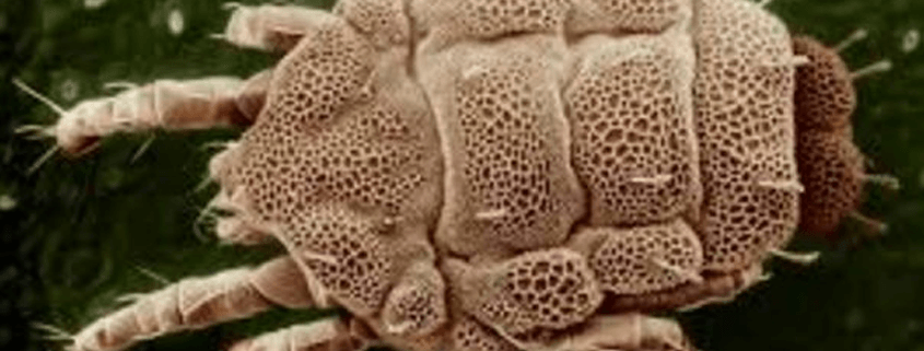 Mitelara Karşı Alınacak Önlemler